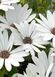 Bedding Osteosprunum White Flower 1lt